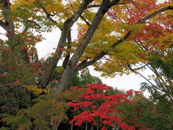 紅葉が始まった　_e0048413_21135461.jpg