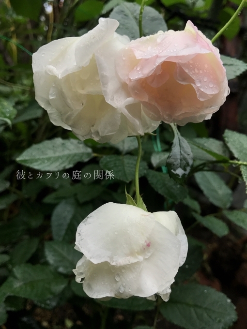 今度はイギリスの薔薇 今年迎えたバラその5 彼とカヲリの庭の関係 今度はイギリスの薔薇 今年迎えたバラその5 彼とカヲリの庭の関係