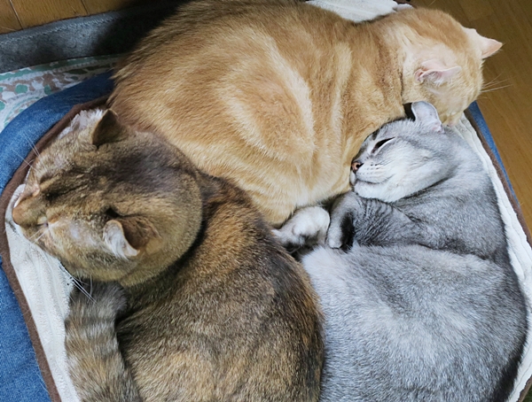 猫は天気予報士 東京は木枯らし一番が吹いた 17 10 30 In Tokyo むっちゃんの花鳥風月 鳥 猫 花 空 山 猫は天気予報士 東京は木枯らし一番が吹いた 17 10 30 In Tokyo むっちゃんの花鳥風月 鳥 猫 花 空 山