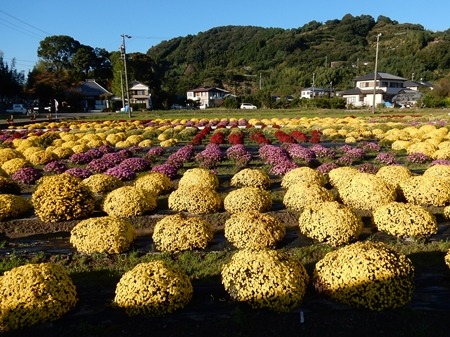 残る思いを来年に・ドーム菊_e0033229_18223718.jpg