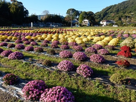 残る思いを来年に・ドーム菊_e0033229_18243052.jpg