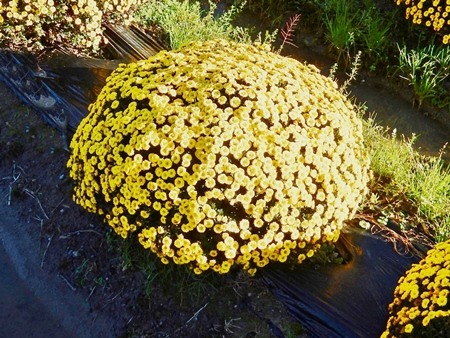 e0033229_1825259.jpg