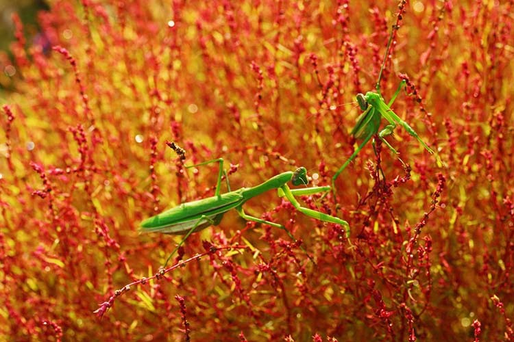 カマキリ_d0147530_08013246.jpg