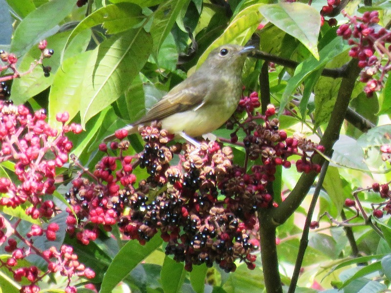 野鳥トレ　９８　ムギマキ・キビタキ_b0227552_21051421.jpg