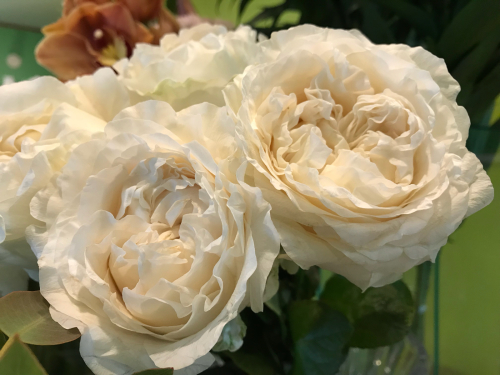 芍薬みたいなバラ Flowers 請西東のお花屋さん