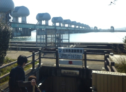 2017長良川河口堰県民調査団(2)_f0197754_22204068.jpg