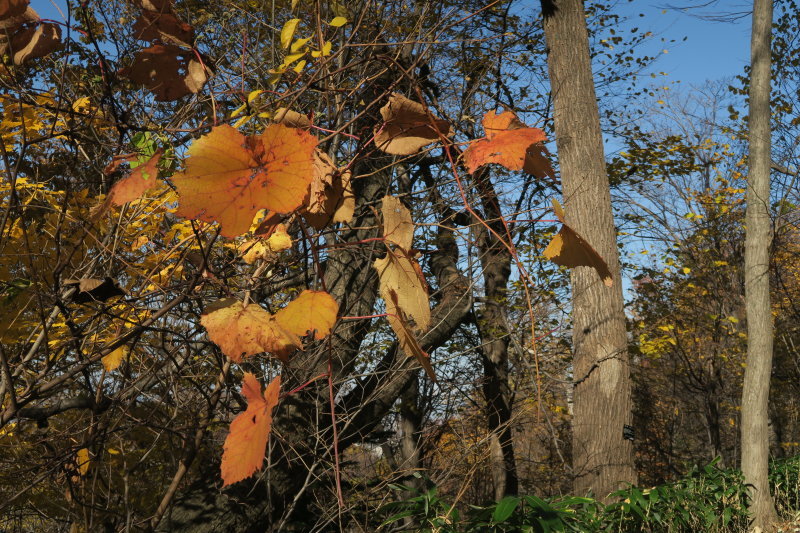 Autumn Leaves♫_e0363755_22480914.jpg