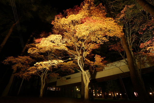 1270 遠野郷八幡宮　紅葉ライトアップ_c0251759_20574840.jpg