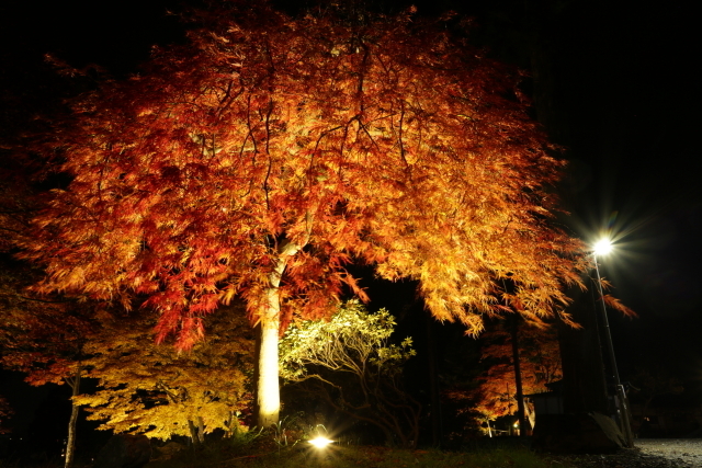 1270 遠野郷八幡宮　紅葉ライトアップ_c0251759_20575265.jpg