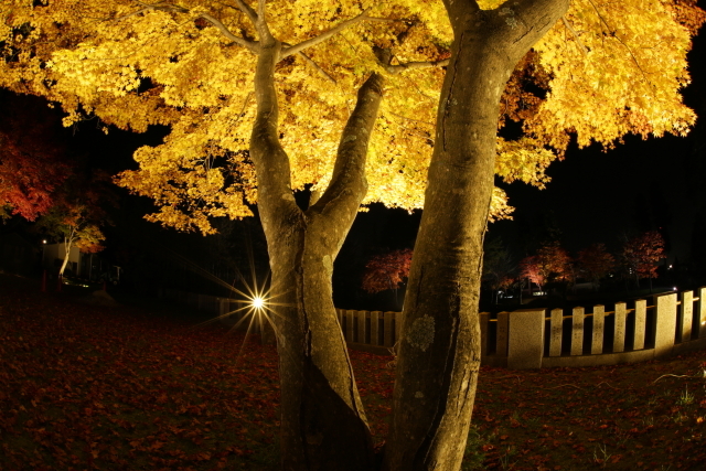 1270 遠野郷八幡宮　紅葉ライトアップ_c0251759_20580202.jpg