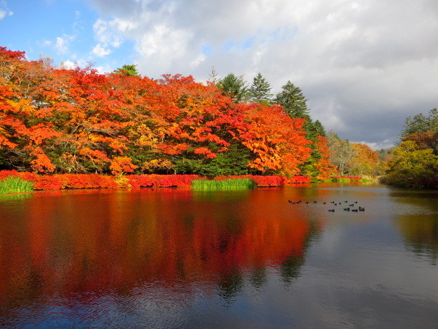軽井沢の紅葉速報17 10月30日雲場池 軽井沢の紅葉もピーク ぴきょログ 軽井沢でぐーたら生活