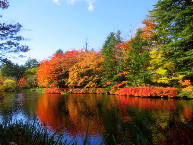 667＊秋空と電車723色葉散る雲場池 667＊秋空と電車723色葉散る雲場池