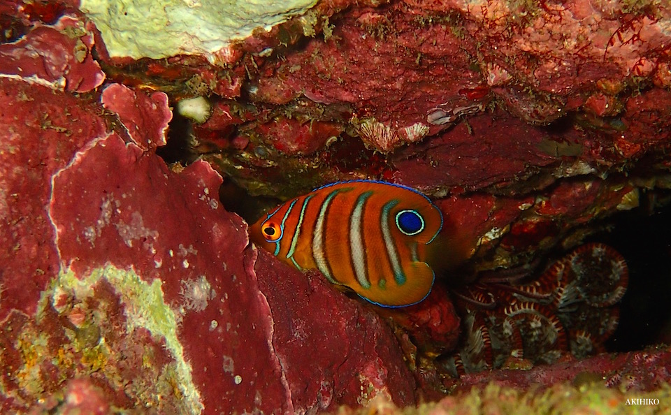 e0158261_87468.jpg