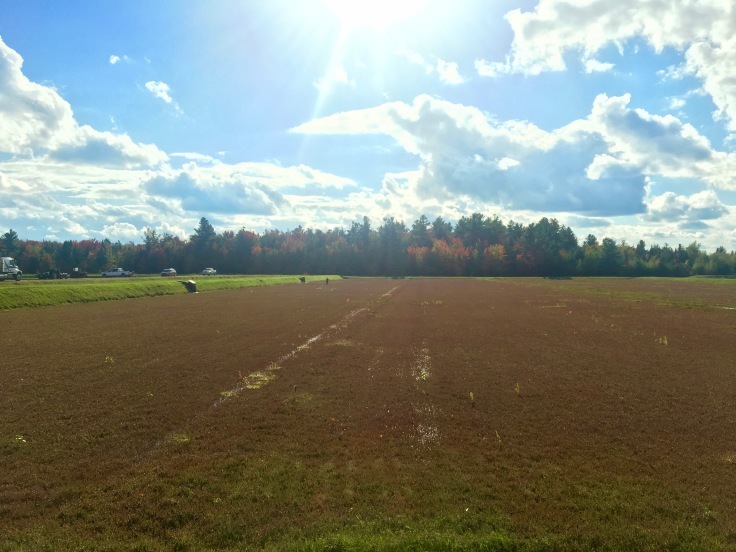 e0056272_14211186.jpg