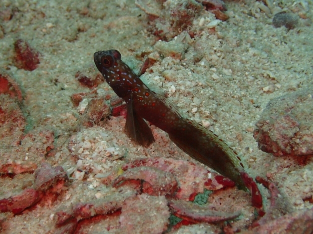 c0039073_12591586.jpg