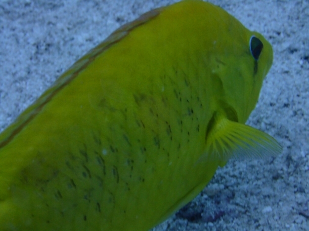 c0039073_12591931.jpg