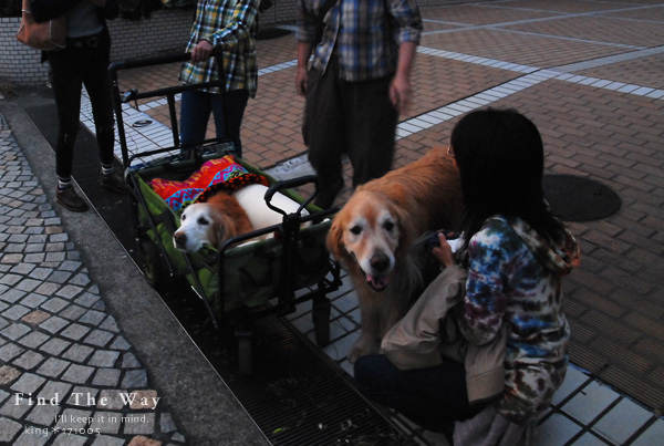 【犬的散歩日和】神奈川・湘南　3／3_f0054594_02163944.jpg