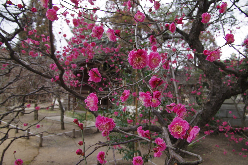 c0382798_17124528.jpg