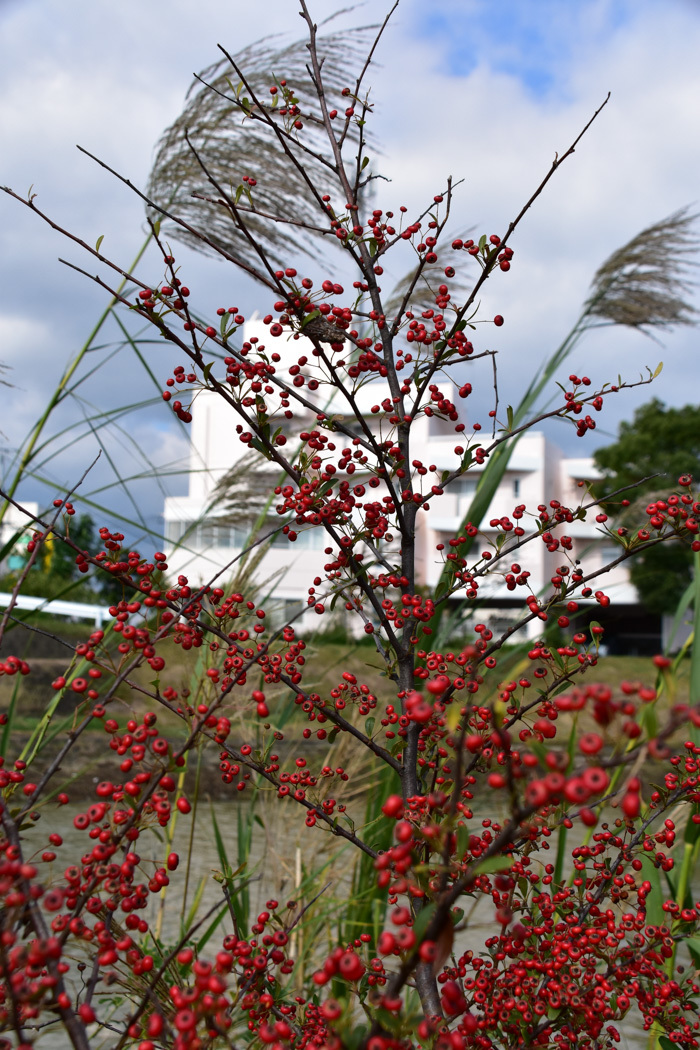 c0049299_20510079.jpg