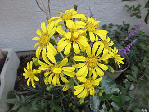 d0046702_17285598.jpg