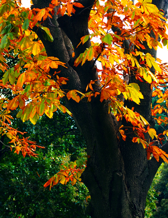 黄葉紅葉まつり　（１０月３１日　国営昭和記念公園）_a0023315_20391183.jpg