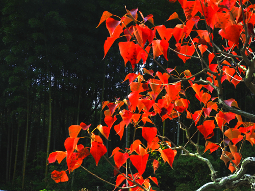 黄葉紅葉まつり　（１０月３１日　国営昭和記念公園）_a0023315_20402298.jpg