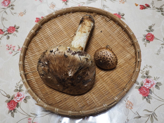 大きな松茸とマツタケモドキ_c0116915_00340391.jpg