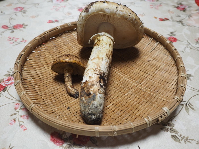 大きな松茸とマツタケモドキ_c0116915_00343470.jpg