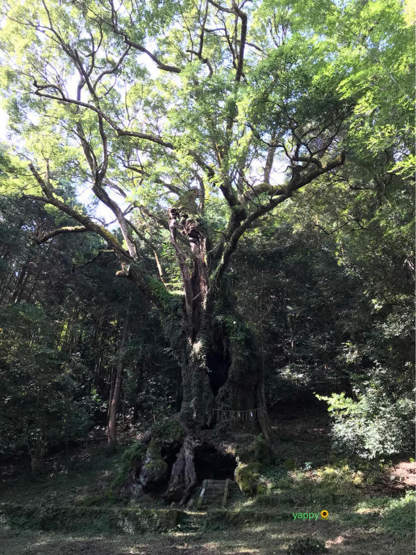 武雄神社①_a0375823_05114960.jpg