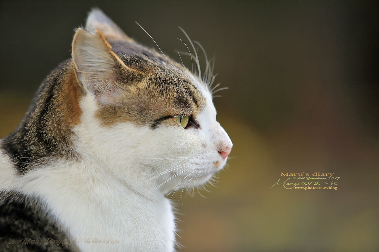 まゝに/公園猫 他2_d0342426_00360963.jpg