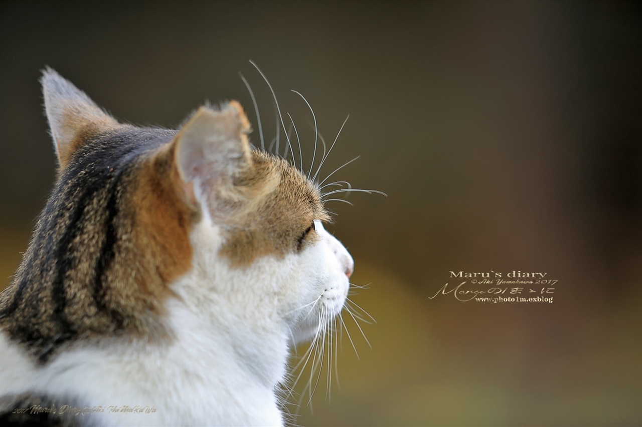 まゝに/公園猫 他2_d0342426_00361317.jpg