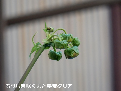 e0033229_18213028.jpg