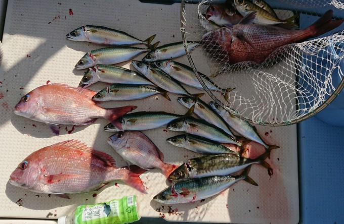 台風後の真鯛釣り 亀ちゃんの釣りバカ日誌 別府湾のつり 台風後の真鯛釣り 亀ちゃんの釣りバカ日誌 別府湾のつり