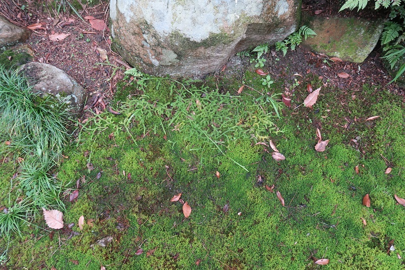 苔の育成と固定概念からの脱却。_f0076731_11451754.jpg