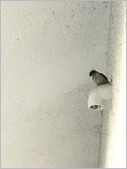 d0017632_18311634.jpeg
