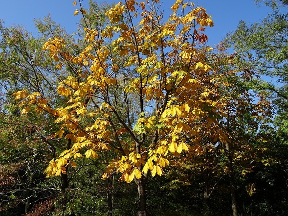 宇治植物園の紅葉 色づき始め 彩の気まぐれ写真