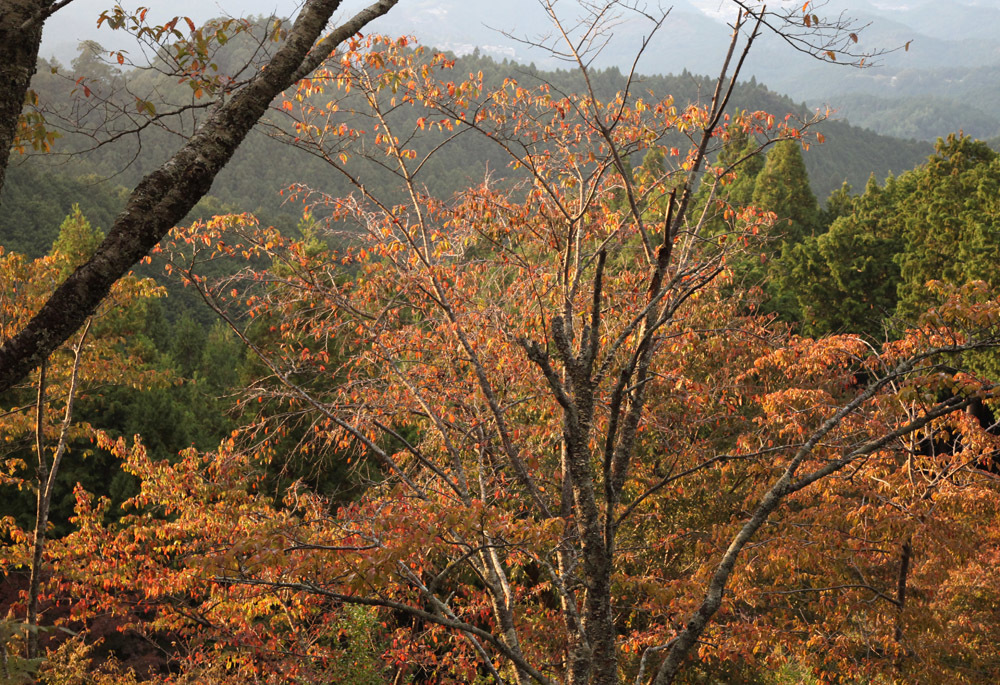 吉野山　高城山　紅葉_c0108146_23201554.jpg