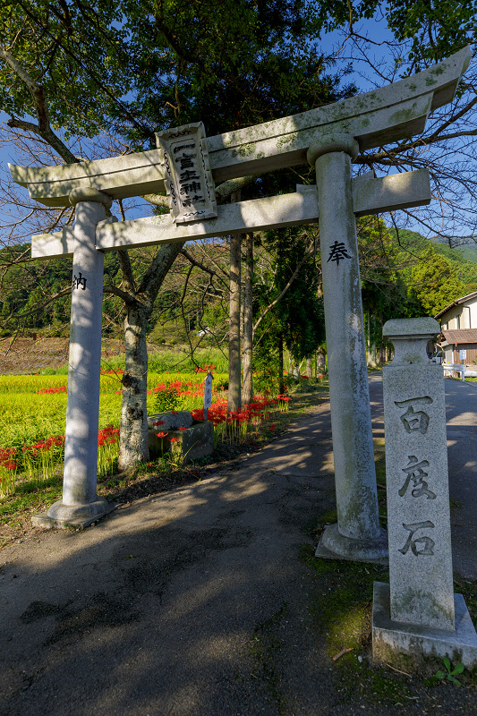 一言主神社周辺の彼岸花（前編）_f0155048_23482030.jpg