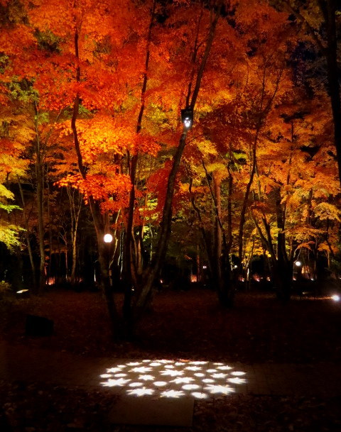 Art Of Forest 17 紅葉ライトアップ ニコライ バーグマン展示 ぴきょログ 軽井沢でぐーたら生活