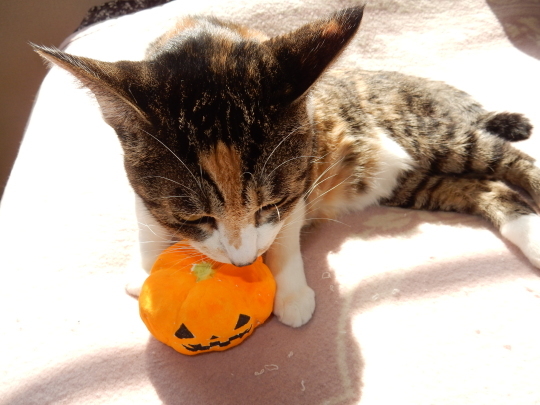 ’17,10,31(火)こころちゃんのハロウィーン!_f0060461_12430965.jpg