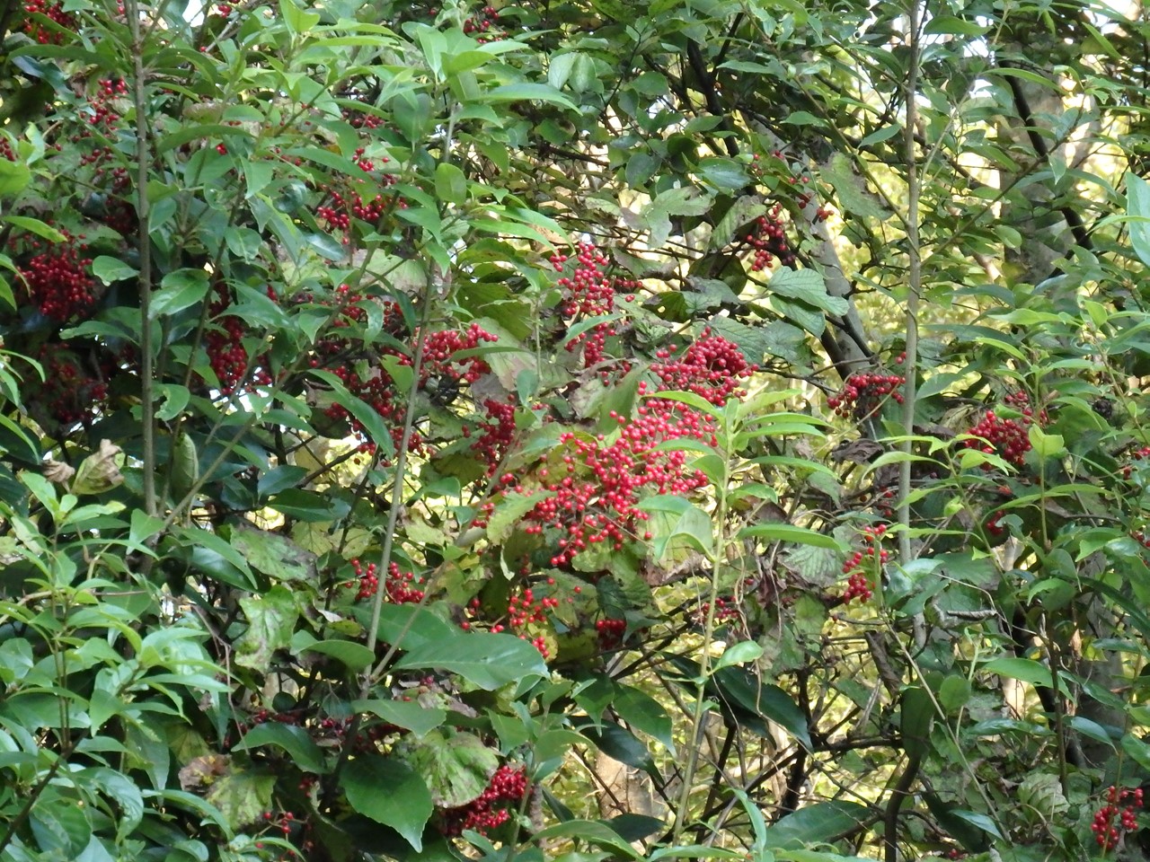 d0054276_2052431.jpg