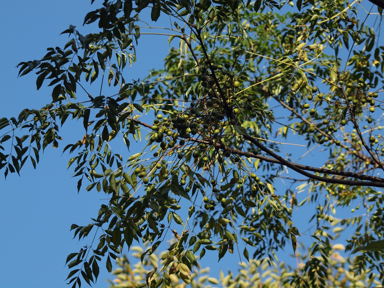 d0054276_208142.jpg
