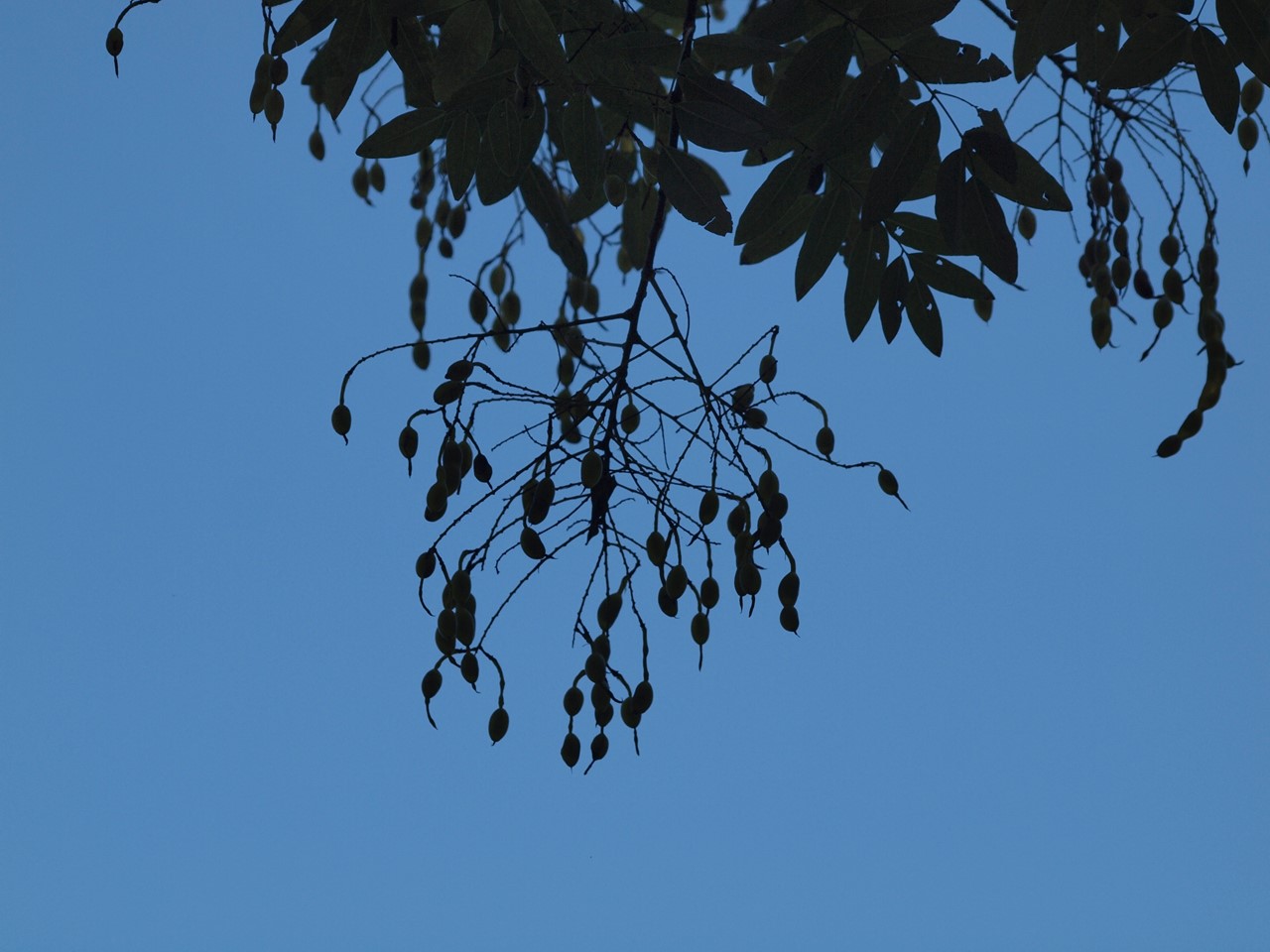d0054276_2092396.jpg