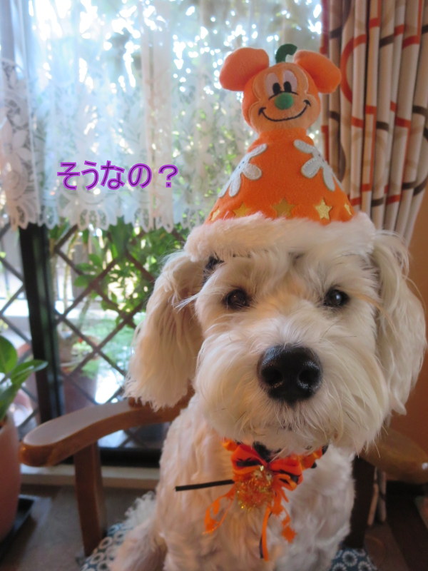 Happy　Halloween♪_d0264176_22414039.jpg