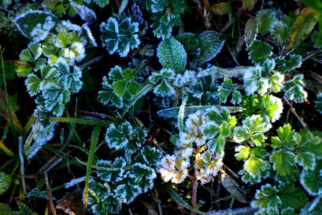 d0126577_20591718.jpg