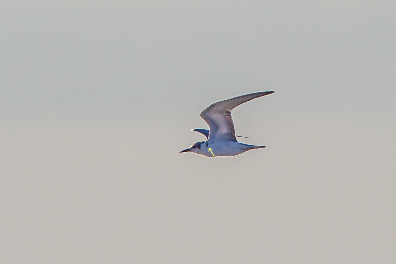 a0052080_18391390.jpg
