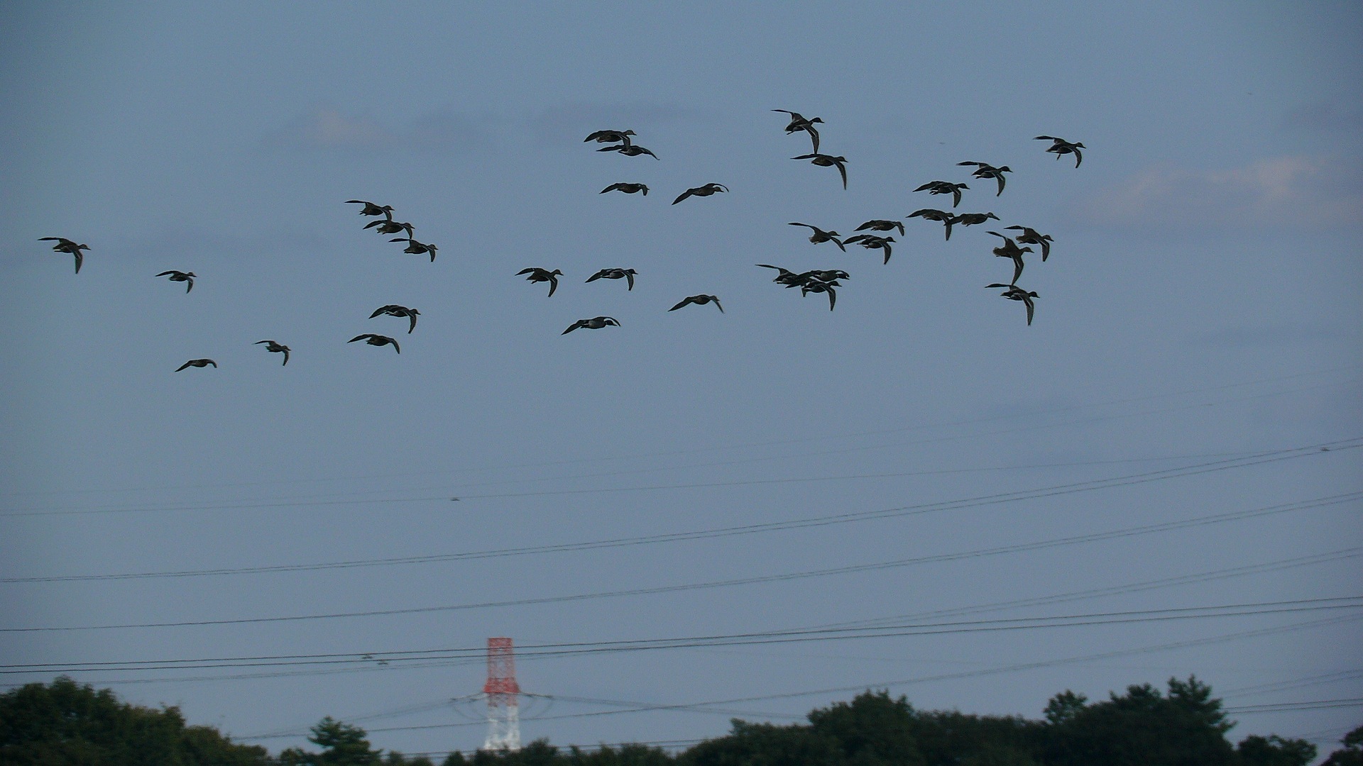秋に飛ぶ 夜つぐみの鳴くところで 秋に飛ぶ 夜つぐみの鳴くところで