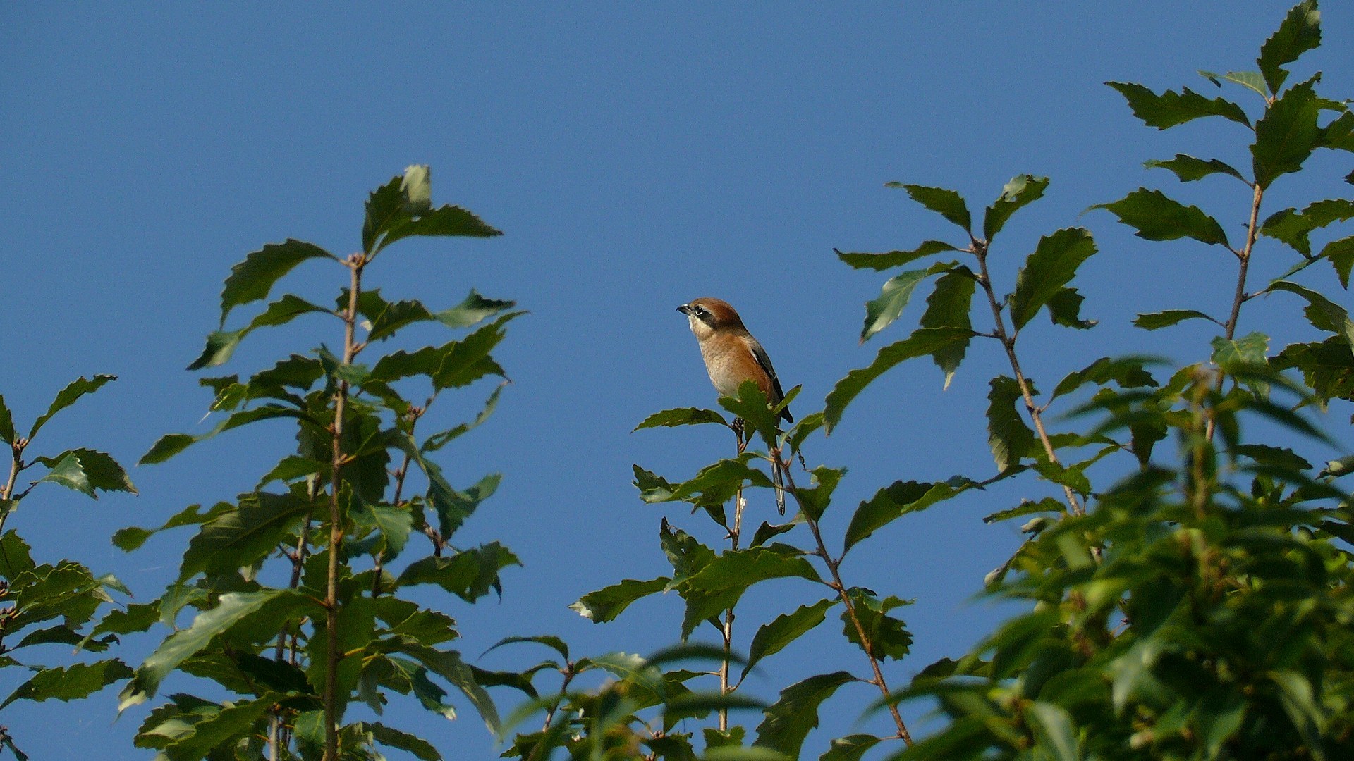 百舌鳥は考える_a0185081_13113808.jpg