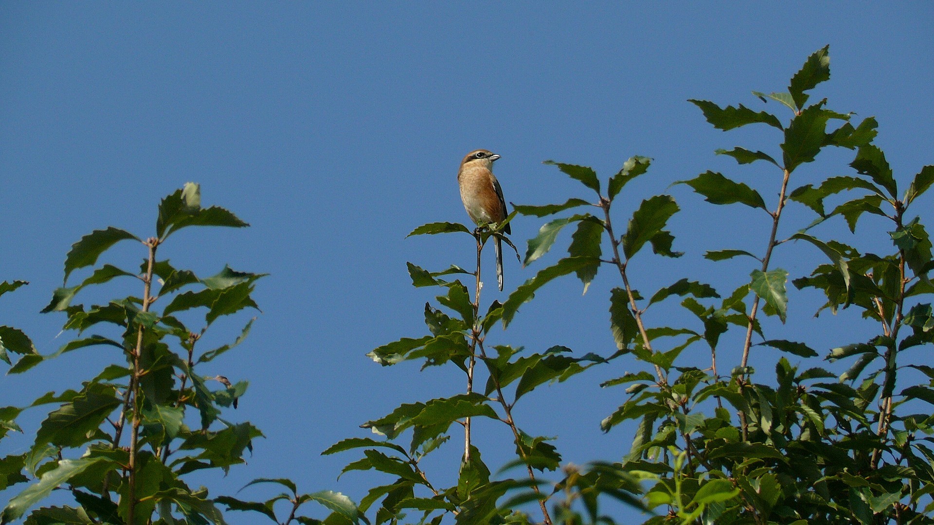 百舌鳥は考える_a0185081_13120904.jpg