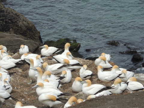 Muriwai Gannet Colony_b0103583_12065900.jpg